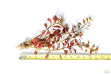 Ludwigia Big Leaf Dark_Aquarium Plant For Sale