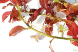 Ludwigia Big Leaf Dark_Aquarium Plant For Sale