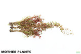 Ludwigia Big Leaf Dark_Aquarium Plant For Sale