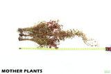 Ludwigia Big Leaf Dark_Aquarium Plant For Sale