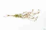 Ludwigia ovalis_Aquarium Plant For Sale