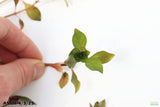 Ludwigia ovalis_Aquarium Plant For Sale