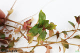 Ludwigia ovalis_Aquarium Plant For Sale