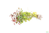 Ludwigia Repens (Absolutely Stunning Aquarium Plant)