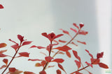 Ludwigia Triple Red_Easy Red Aquarium Plant For sale