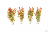 Ludwigia ovalis_Aquarium Plant For Sale