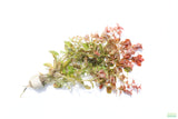 Ludwigia ovalis_Aquarium Plant For Sale