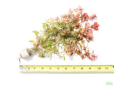Ludwigia ovalis_Aquarium Plant For Sale