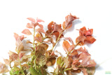 Ludwigia ovalis_Aquarium Plant For Sale