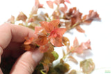 Ludwigia ovalis_Aquarium Plant For Sale
