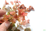 Ludwigia ovalis_Aquarium Plant For Sale