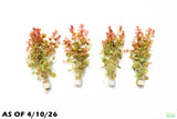 Ludwigia ovalis_Aquarium Plant For Sale