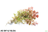 Ludwigia ovalis_Aquarium Plant For Sale
