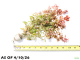 Ludwigia ovalis_Aquarium Plant For Sale