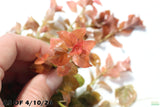Ludwigia ovalis_Aquarium Plant For Sale
