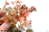 Ludwigia ovalis_Aquarium Plant For Sale
