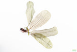 MADAGASCAR LACE PLANT (APONOGETON MADAGASCARIENSIS)_Aquarium Plant For Sale_Aquarium Plants