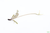 MADAGASCAR LACE PLANT (APONOGETON MADAGASCARIENSIS)_Aquarium Plant For Sale_Aquarium Plants