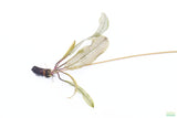MADAGASCAR LACE PLANT (APONOGETON MADAGASCARIENSIS)_Aquarium Plant For Sale_Aquarium Plants