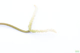 MADAGASCAR LACE PLANT (APONOGETON MADAGASCARIENSIS)_Aquarium Plant For Sale_Aquarium Plants