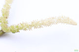 MADAGASCAR LACE PLANT (APONOGETON MADAGASCARIENSIS)_Aquarium Plant For Sale_Aquarium Plants