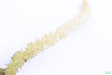 MADAGASCAR LACE PLANT (APONOGETON MADAGASCARIENSIS)_Aquarium Plant For Sale_Aquarium Plants