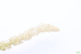 MADAGASCAR LACE PLANT (APONOGETON MADAGASCARIENSIS)_Aquarium Plant For Sale_Aquarium Plants