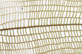 MADAGASCAR LACE PLANT (APONOGETON MADAGASCARIENSIS)_Aquarium Plant For Sale_Aquarium Plants