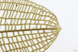 MADAGASCAR LACE PLANT (APONOGETON MADAGASCARIENSIS)_Aquarium Plant For Sale_Aquarium Plants