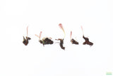 Madagascar Lace Plant (Aponogeton madagascariensis)_Bulb with Small Sprout_Aquarium Plant for sale