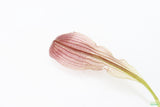 Madagascar Lace Plant (Aponogeton madagascariensis)_Bulb with Small Sprout_Aquarium Plant for sale