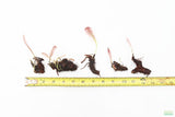 Madagascar Lace Plant (Aponogeton madagascariensis)_Bulb with Small Sprout_Aquarium Plant for sale