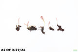Madagascar Lace Plant (Aponogeton madagascariensis)_Bulb with Small Sprout_Aquarium Plant for sale