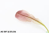 Madagascar Lace Plant (Aponogeton madagascariensis)_Bulb with Small Sprout_Aquarium Plant for sale