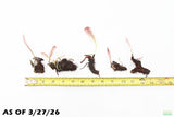 Madagascar Lace Plant (Aponogeton madagascariensis)_Bulb with Small Sprout_Aquarium Plant for sale