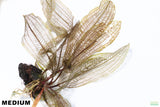 MADAGASCAR LACE PLANT (APONOGETON MADAGASCARIENSIS)_Aquarium Plant For Sale_Aquarium Plants