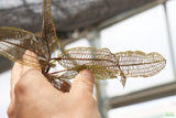 Madagascar Lace Plant (Aponogeton madagascariensis)