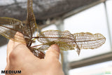 MADAGASCAR LACE PLANT (APONOGETON MADAGASCARIENSIS)_Aquarium Plant For Sale_Aquarium Plants