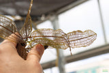 Madagascar Lace Plant (Aponogeton madagascariensis)