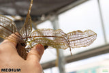 MADAGASCAR LACE PLANT (APONOGETON MADAGASCARIENSIS)_Aquarium Plant For Sale_Aquarium Plants