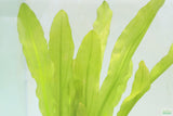 "Major" Sword (Echinodorus Major)  Ruffled Swords! (6-7 inches tall)