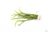 Mayaca Sellowiniana_Aquarium Plant for sale