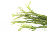 Mayaca Sellowiniana_Aquarium Plant for sale