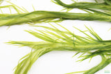 Mayaca Sellowiniana_Aquarium Plant for sale