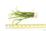Mayaca Sellowiniana_Aquarium Plant for sale