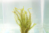 Mayaca Sellowiniana_Fluffy Aquarium Plant For Sale