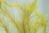 Mayaca Sellowiniana_Fluffy Aquarium Plant For Sale