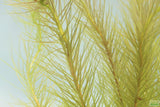 Mayaca Sellowiniana_Fluffy Aquarium Plant For Sale
