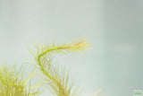 Mayaca Sellowiniana_Fluffy Aquarium Plant For Sale