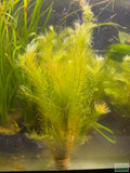 Mayaca Sellowiniana_Fluffy_Aquarium Plant For Sale